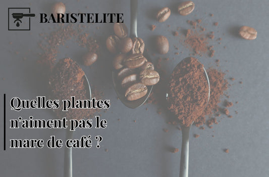 Quelles plantes n’aiment pas le marc de café ? Guide complet
